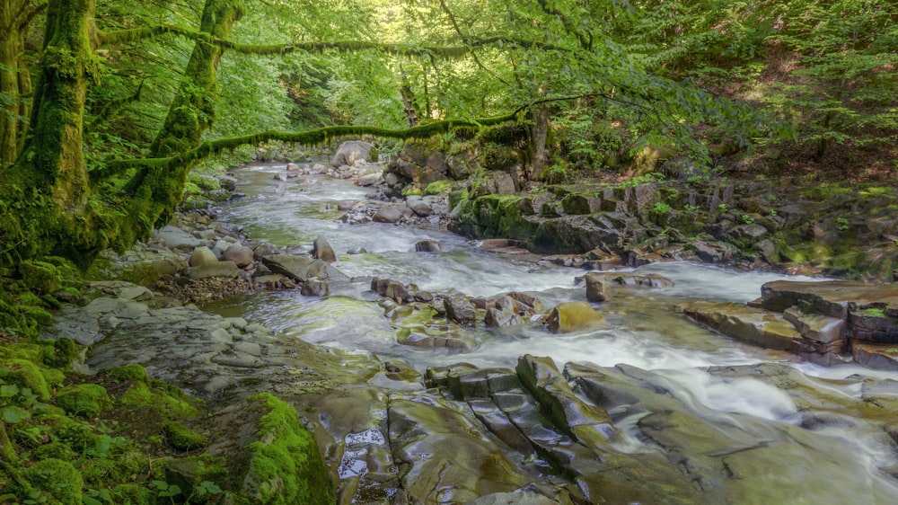 a stream running through a lush green forest