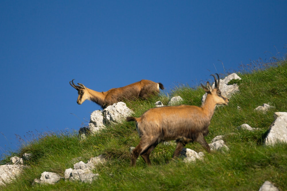 a couple of goats are walking up a hill