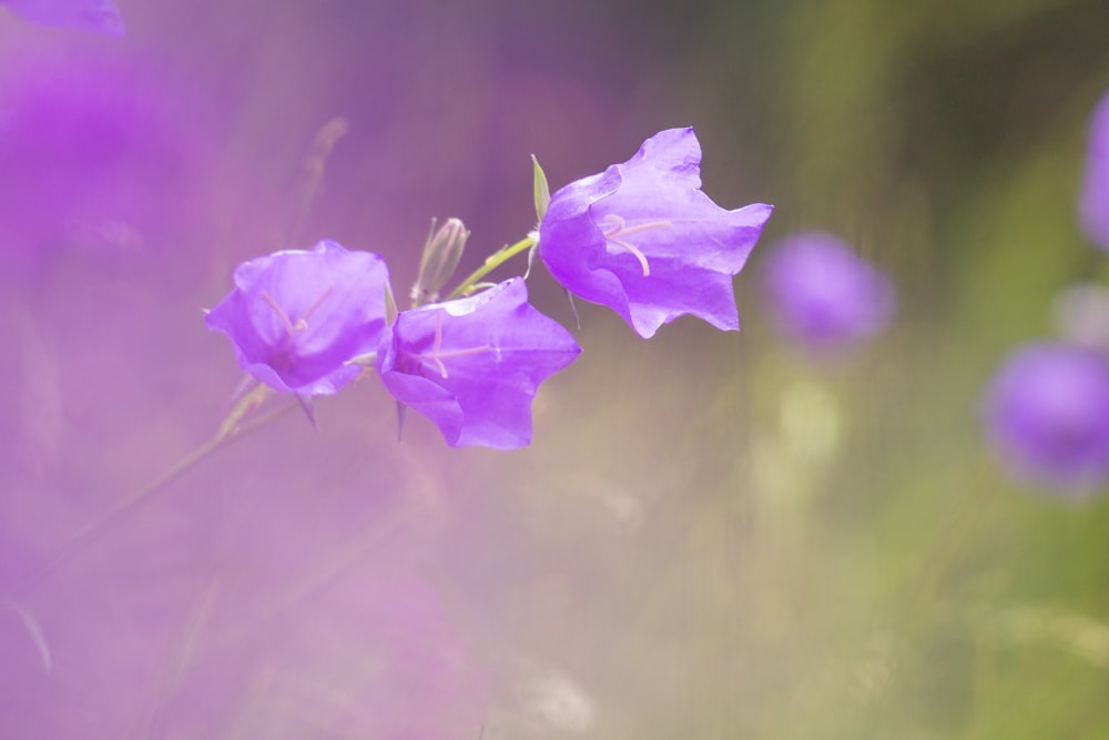 a close up of purple flowers in a field