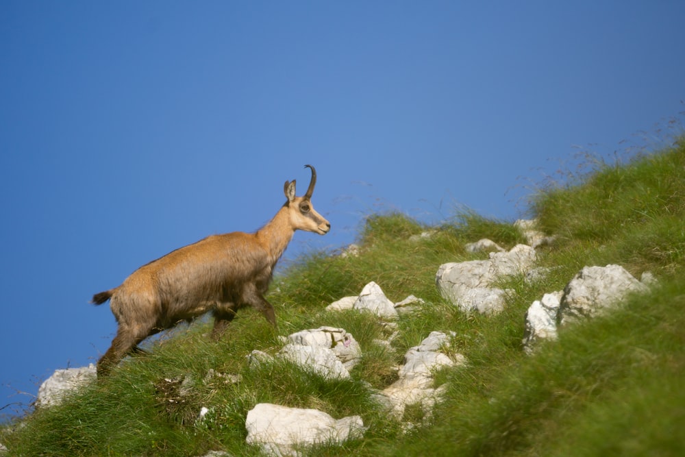 a mountain goat running up a grassy hill