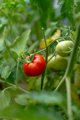 a close up of a tomato growing on a plant