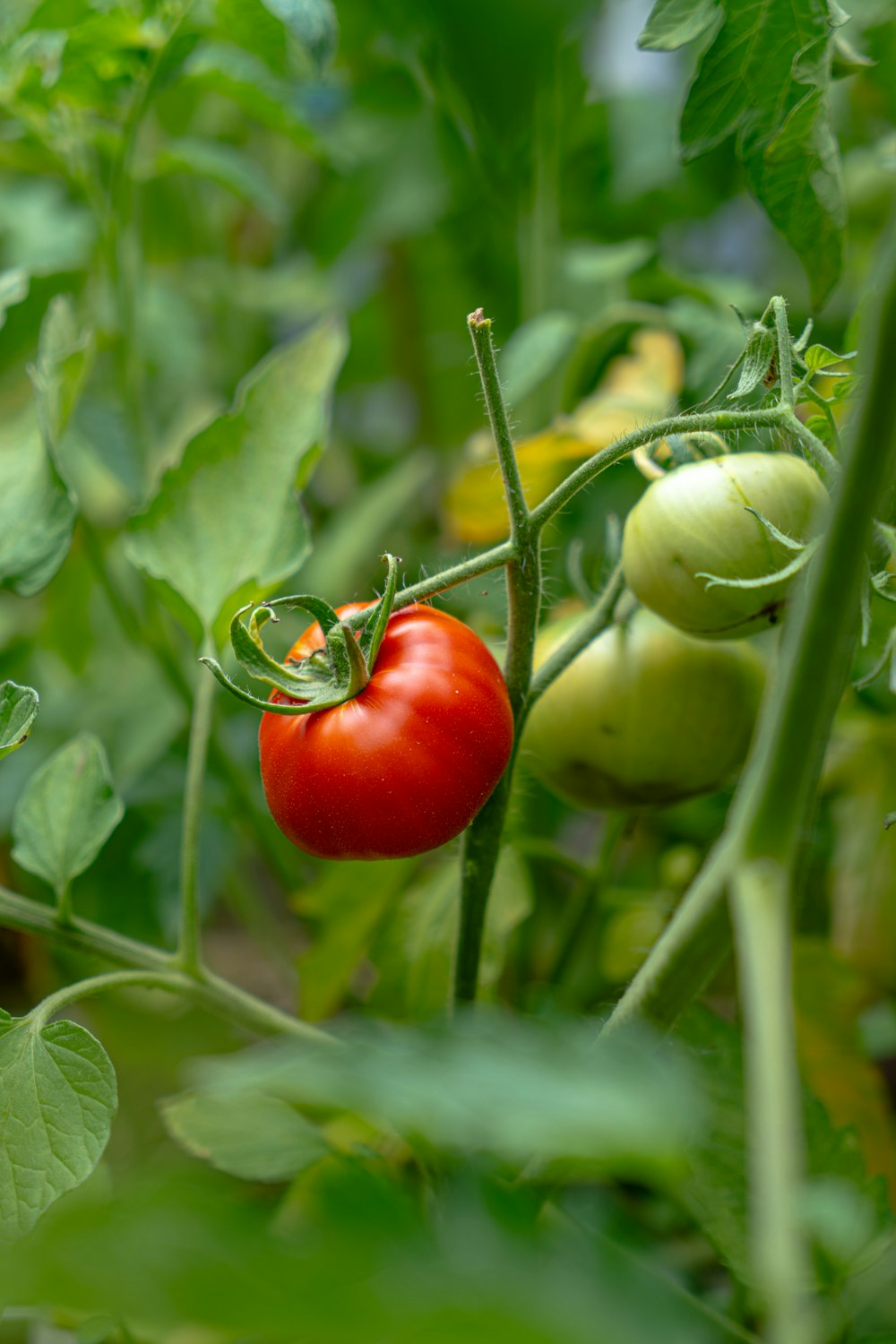 Nahaufnahme einer Tomate, die auf einer Pflanze wächst