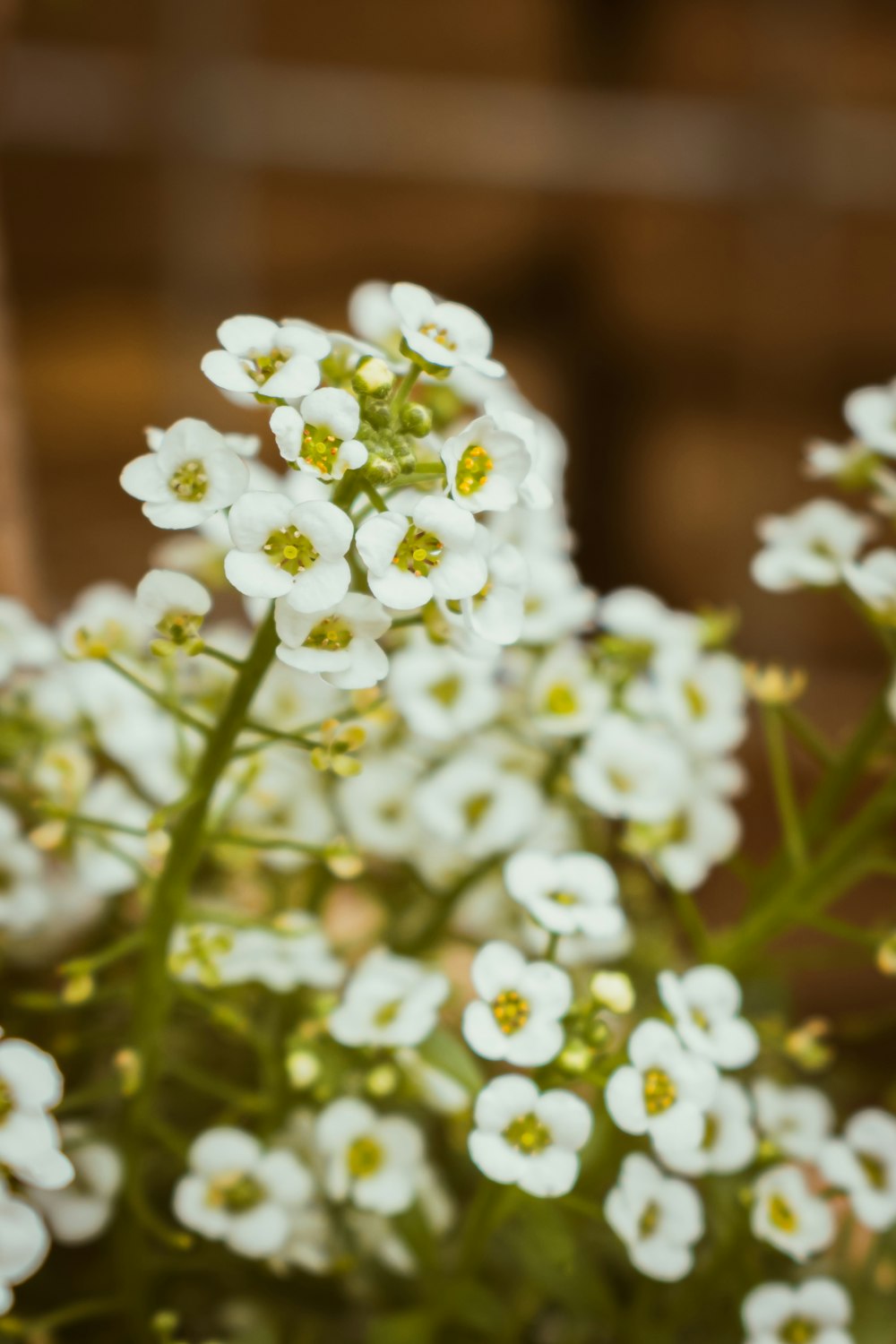 a close up of a bunch of white flowers