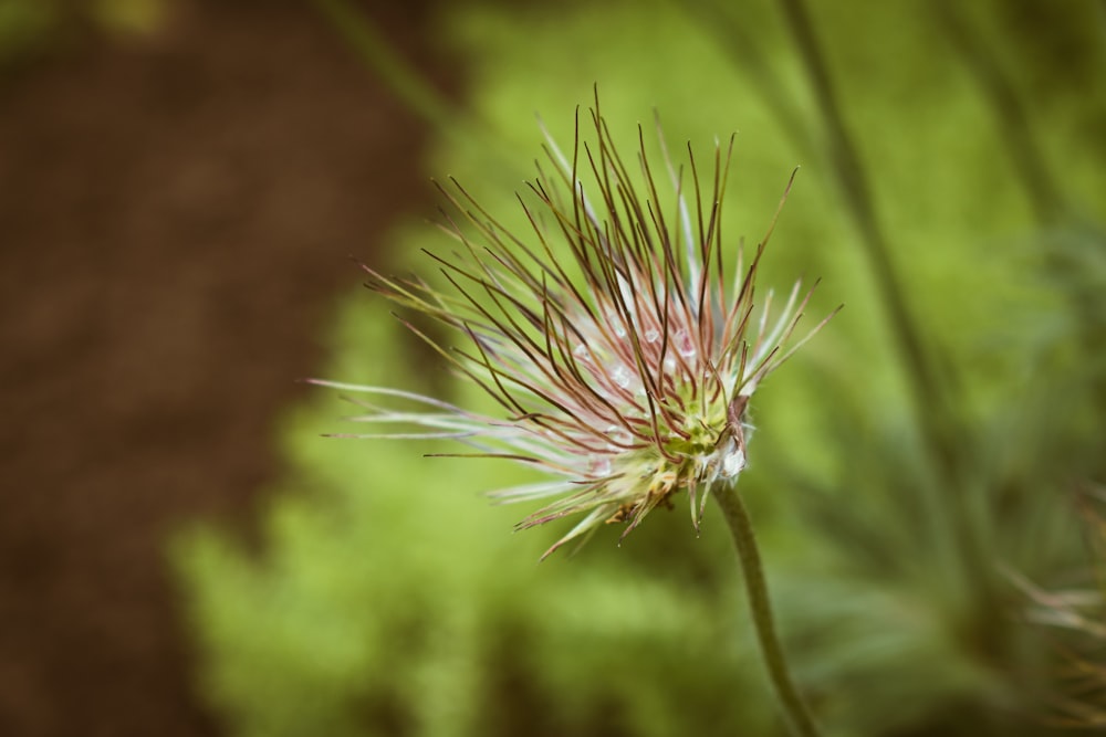 a close up of a flower in a field