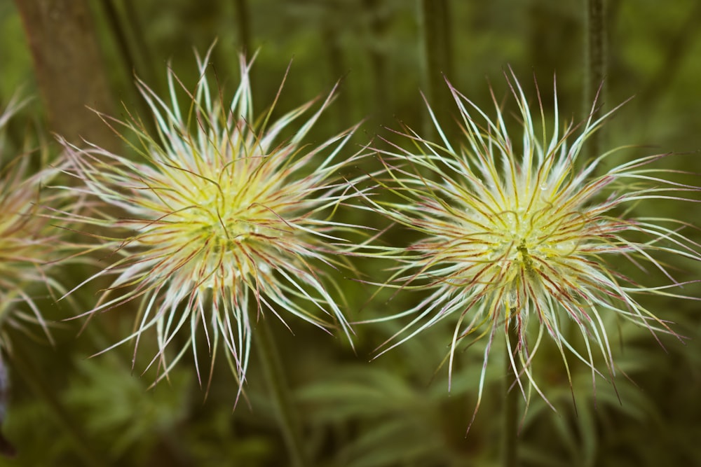 a close up of two flowers in a field