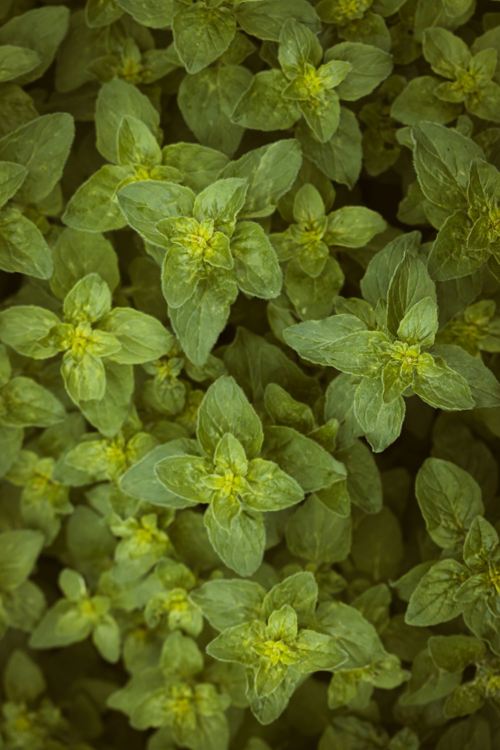 a close up of a bunch of green leaves