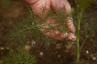 Ръце подрязват пресен копър в пролетна билкова градина.