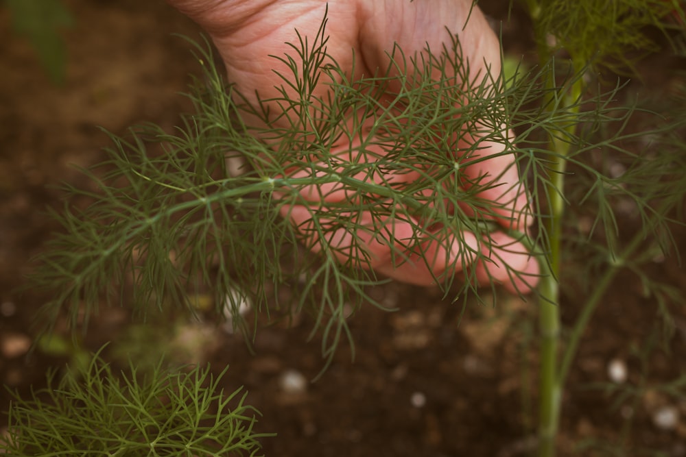 a person holding a plant in their hand