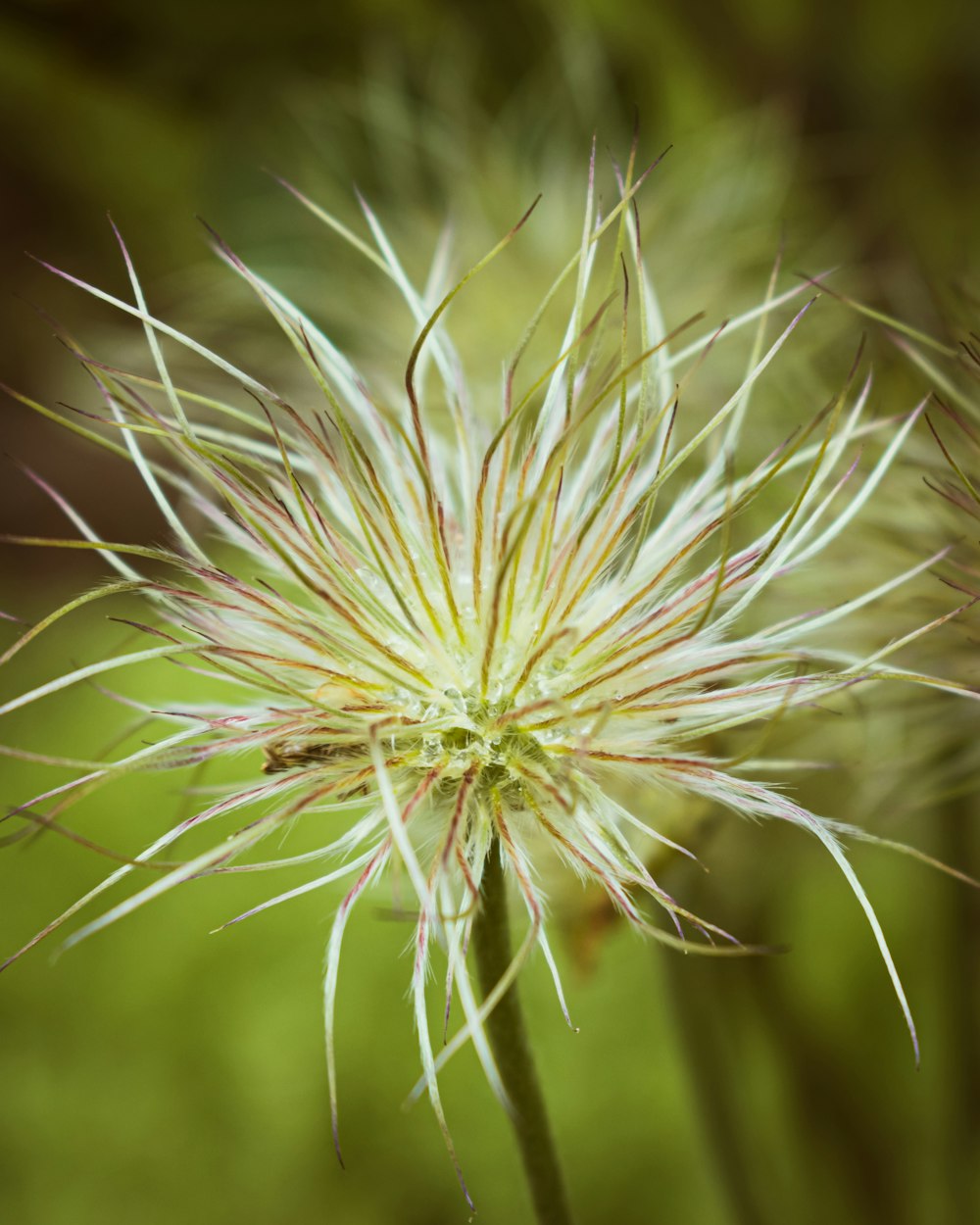 a close up of a white flower in a field