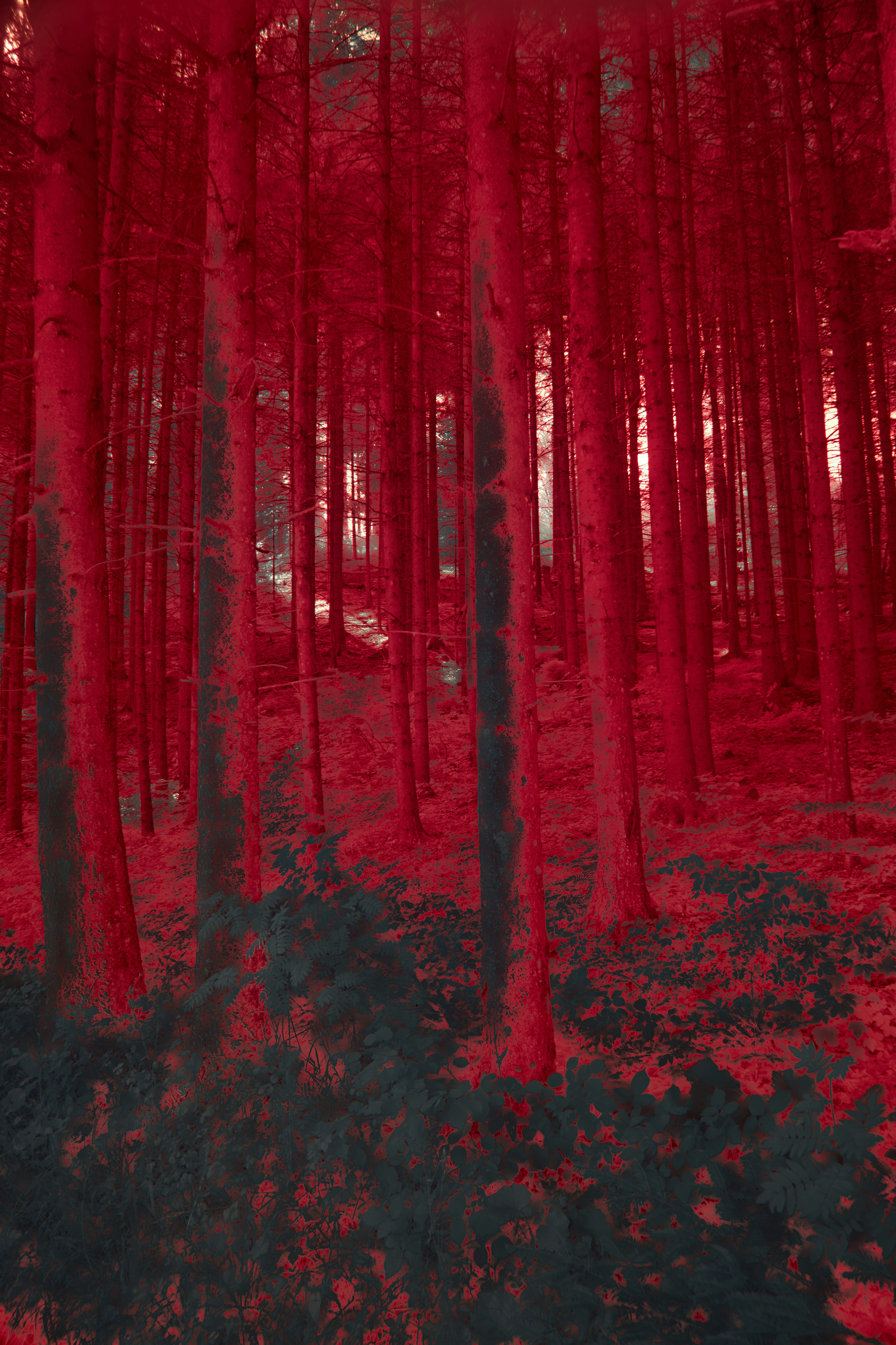 Photo by wolfgang_hasselmann