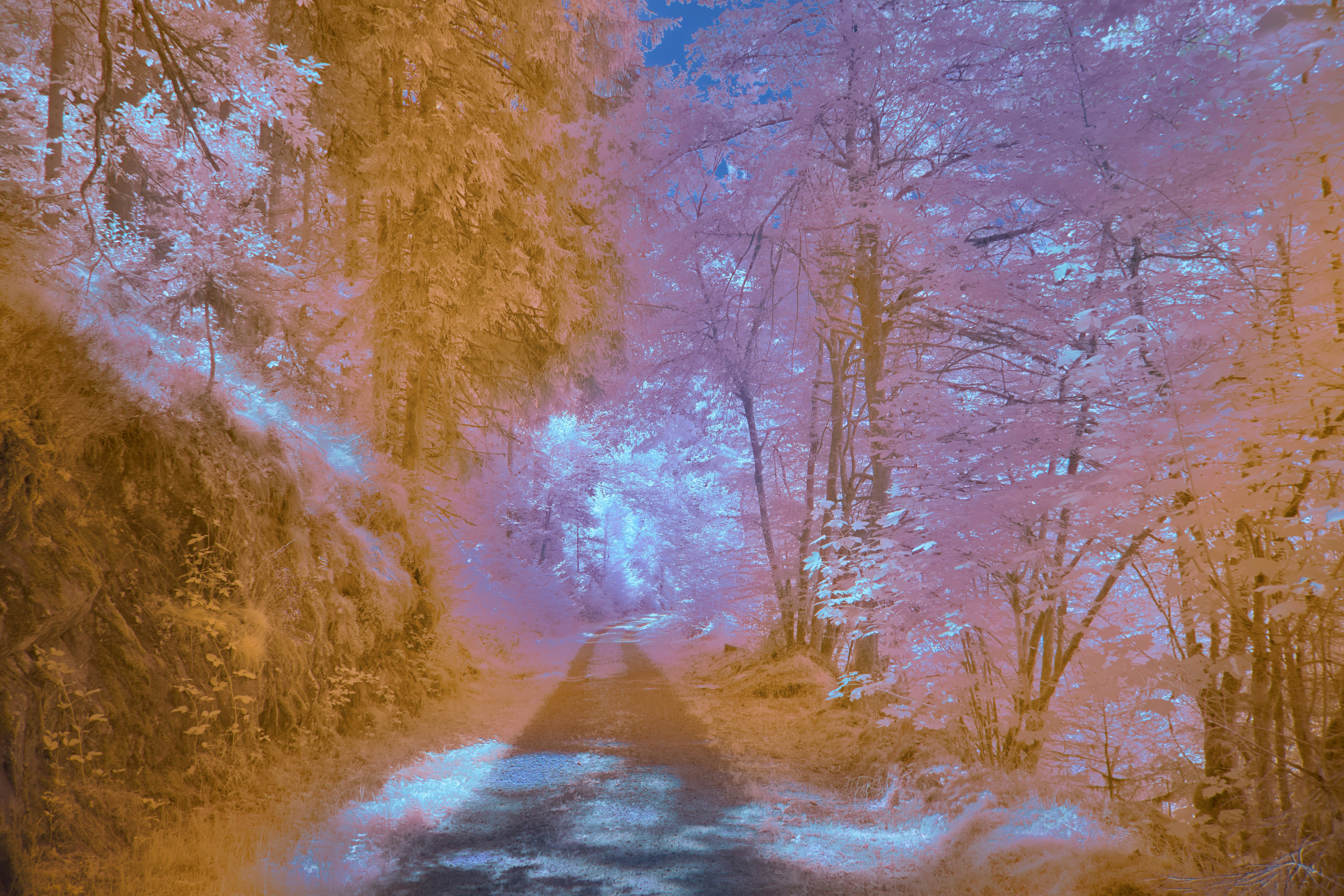 Photo by wolfgang_hasselmann