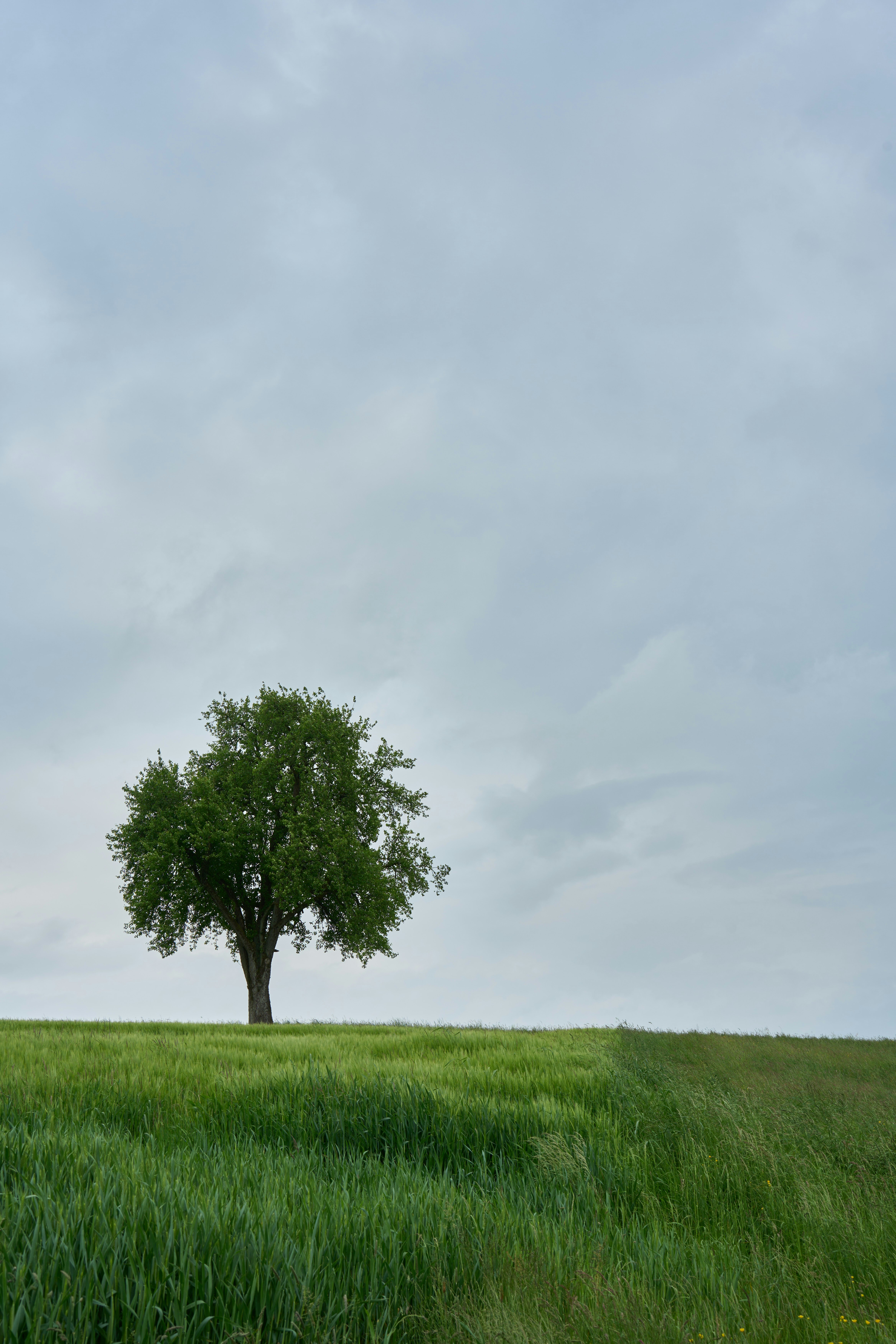 Photo by wolfgang_hasselmann