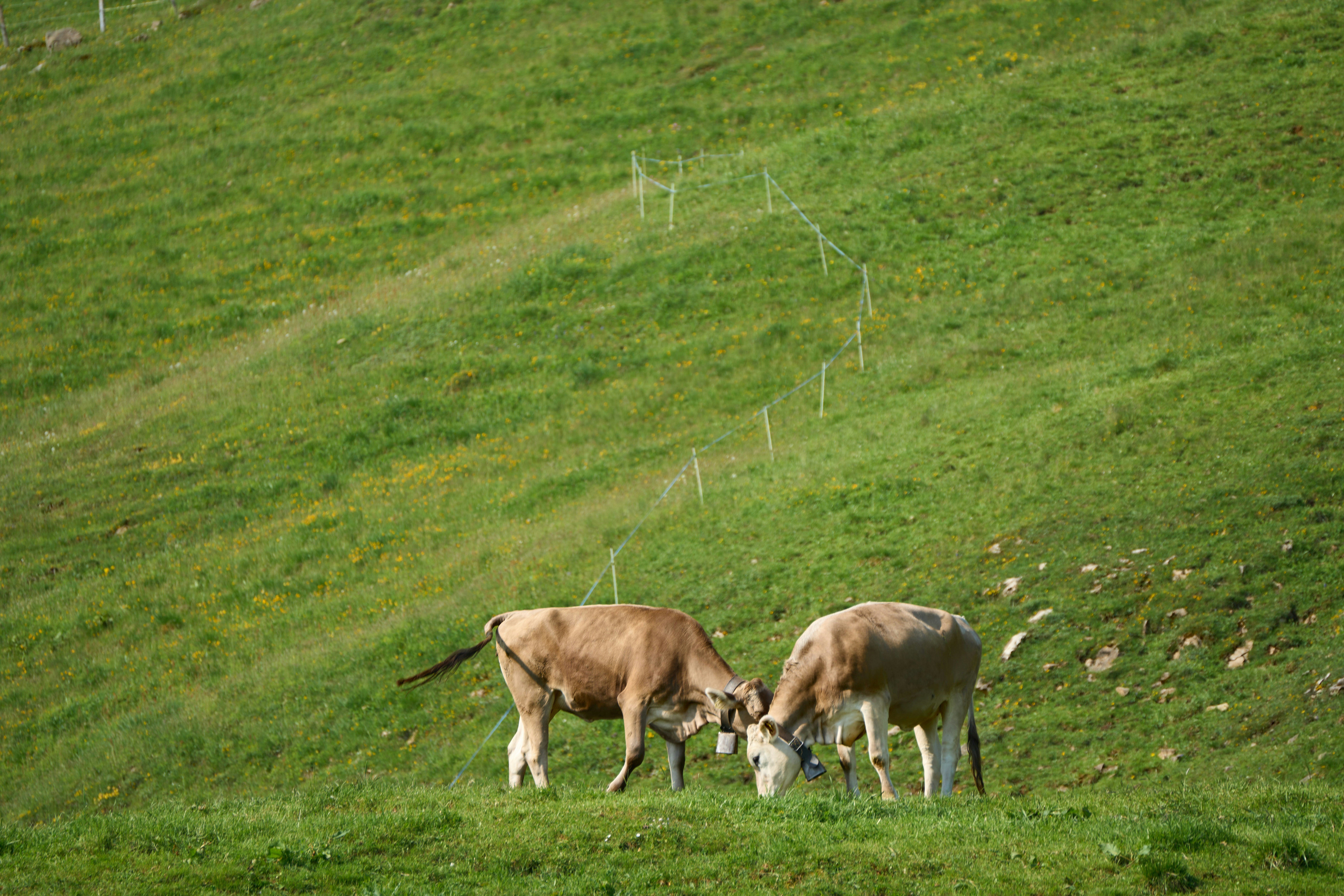 Photo by wolfgang_hasselmann