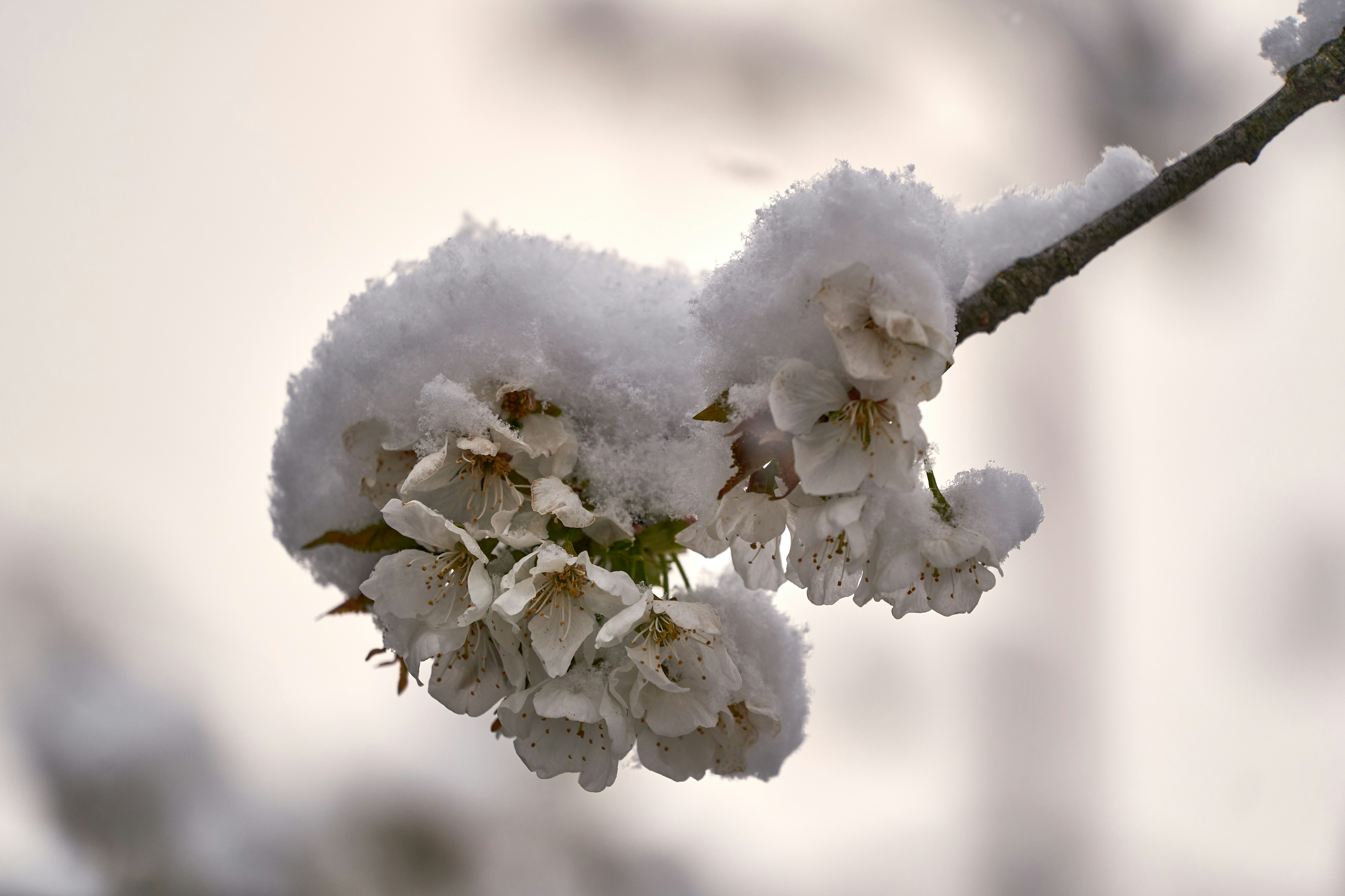 Photo by wolfgang_hasselmann