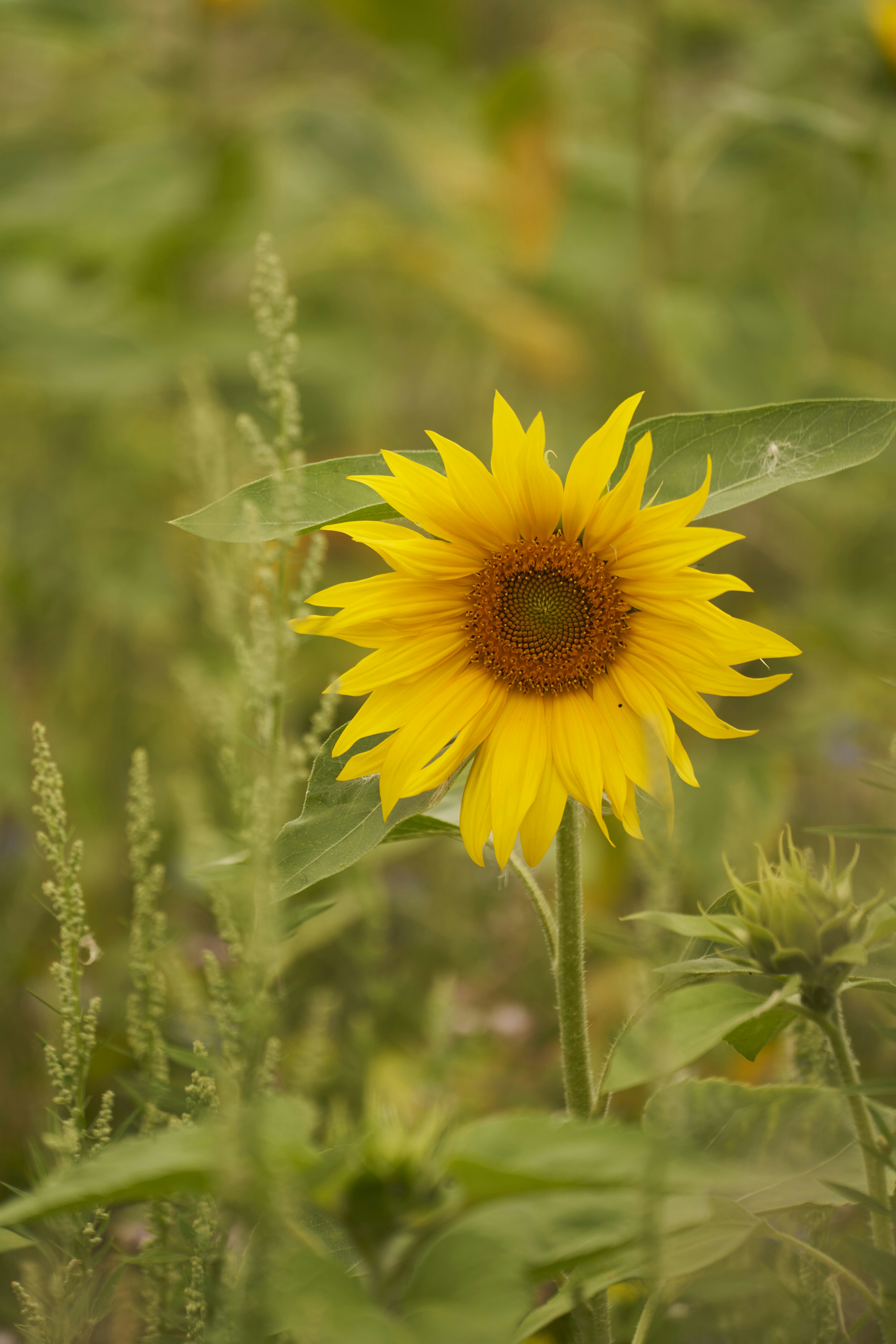 Photo by wolfgang_hasselmann