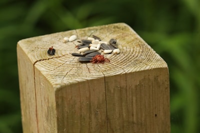 A wooden post with visible grain patterns and a collection of seeds on top, including some dark-striped seeds and a small amount of red material.