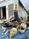 A collection of animal skulls and bones displayed on a blue surface outdoors. This includes a large horn with decorative carvings and a jewel, a crocodile skull with open jaws, and various other bones and shells. The background shows a weathered, old building with a wooden door.