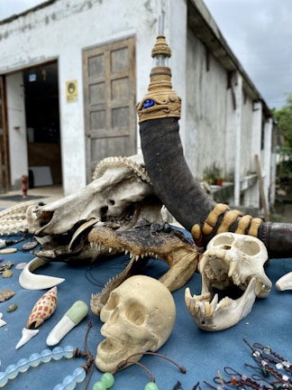 A collection of animal skulls and bones displayed on a blue surface outdoors. This includes a large horn with decorative carvings and a jewel, a crocodile skull with open jaws, and various other bones and shells. The background shows a weathered, old building with a wooden door.