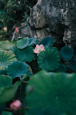 A serene scene featuring lush green lotus leaves surrounding a blooming pink lotus flower. The background consists of rugged stone textures, adding contrast to the delicate floral elements.