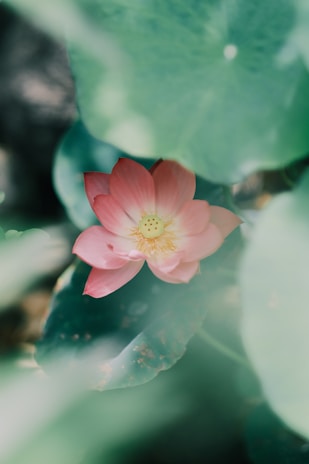 A tranquil spa room with soft lighting and lotus flower decorations.