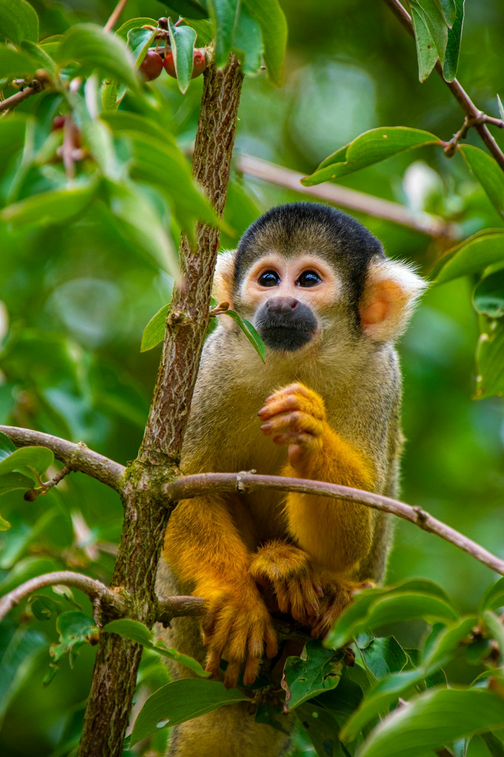 a small monkey sitting on a tree branch
