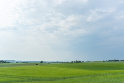 a field of green grass with trees in the distance