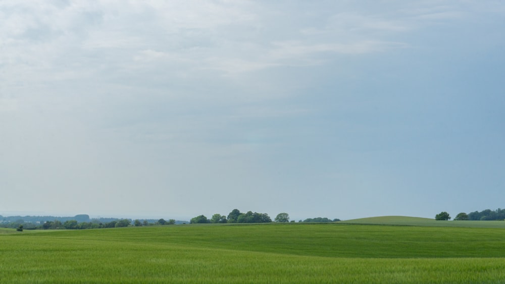 a field of green grass with trees in the distance