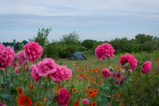 A camping tent is situated in a lush green field surrounded by vibrant pink and red flowers. The sky is overcast with a tranquil atmosphere, and the scene is bordered by dense green bushes and distant trees.