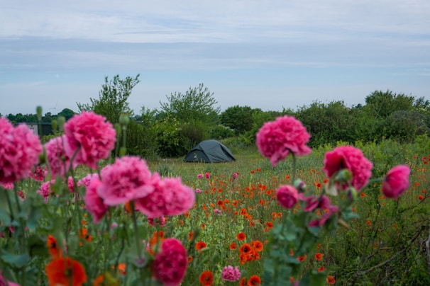 A camping tent is situated in a lush green field surrounded by vibrant pink and red flowers. The sky is overcast with a tranquil atmosphere, and the scene is bordered by dense green bushes and distant trees.