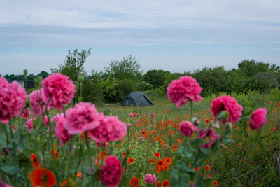 Tent pitch surrounded by wildflowers under a clear blue sky at the eco-lodge.