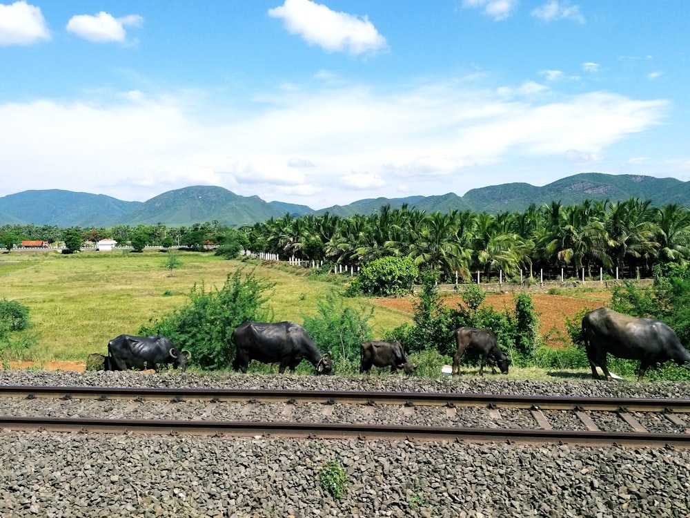 a herd of cattle grazing on a lush green field