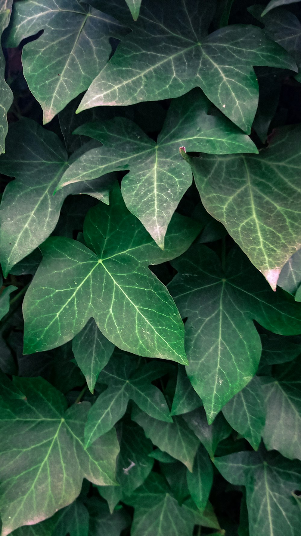 a close up of a green leafy plant