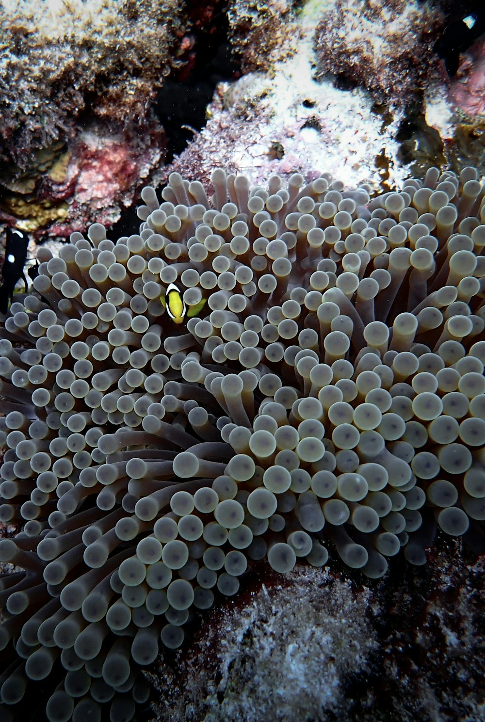 a close up of a sea anemone on a coral