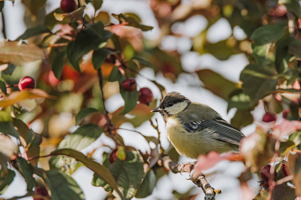 a small bird perched on a branch of a tree