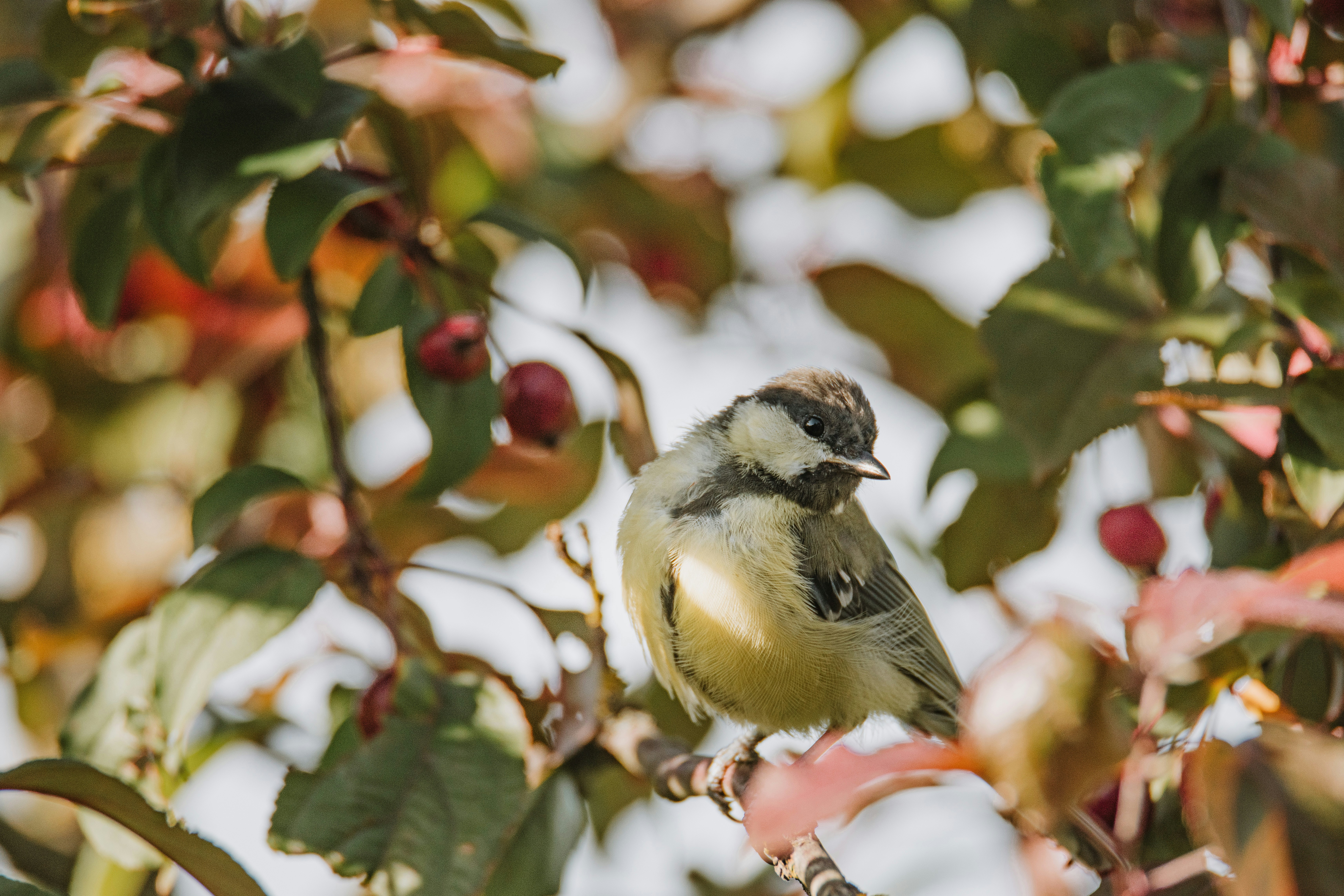 Photo by anitaaustvika