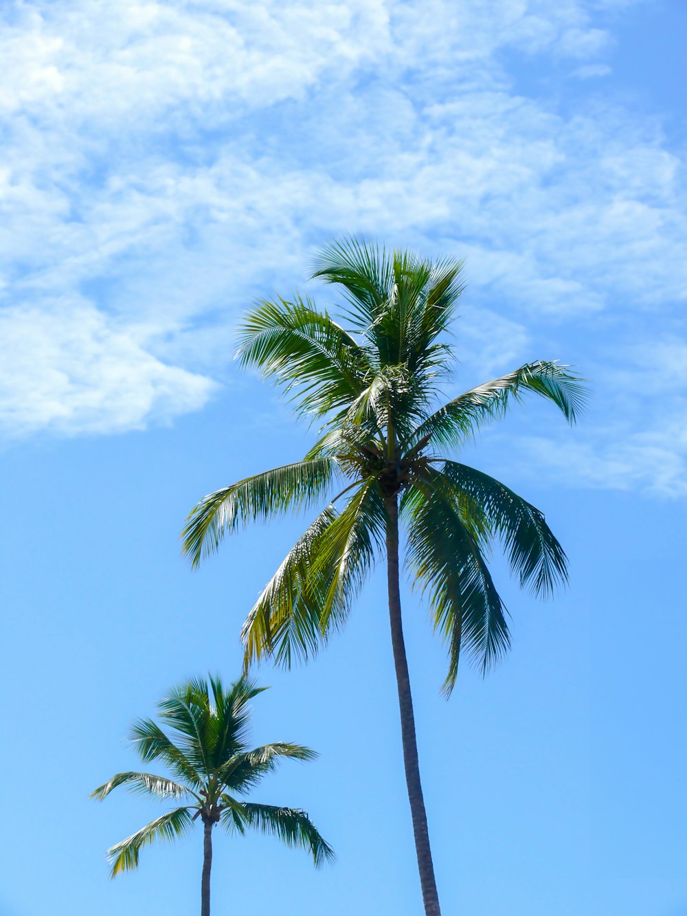 two palm trees against a blue sky with clouds
