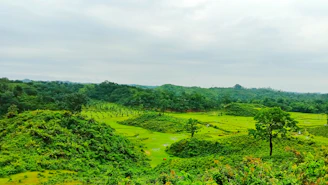 a lush green forest filled with lots of trees