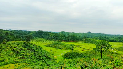 a lush green forest filled with lots of trees