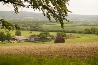 a field with a tree in the middle of it