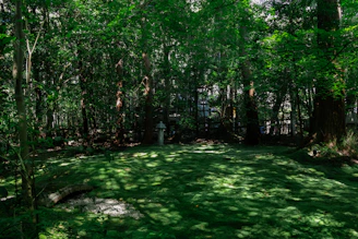 A serene Korean forest scene bathed in soft green light, symbolizing the natural origins of chumchusam.