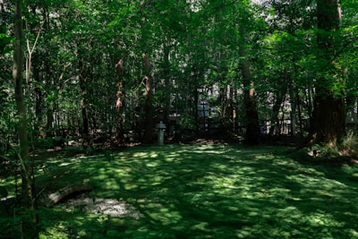 A serene forest scene with abundant greenery and sunlight filtering through the dense canopy. The forest floor is covered in lush green moss, creating a tranquil atmosphere. A stone lantern is visible among the trees, adding a touch of traditional aesthetics to the natural setting.