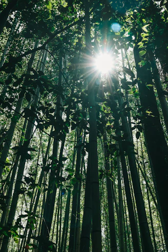 the sun is shining through the bamboo trees