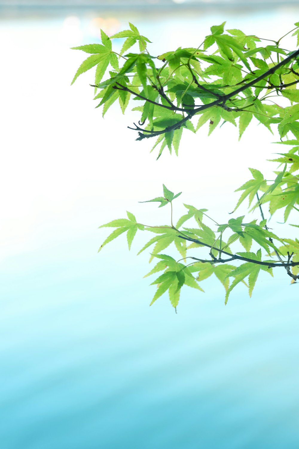 a tree branch with green leaves over a body of water