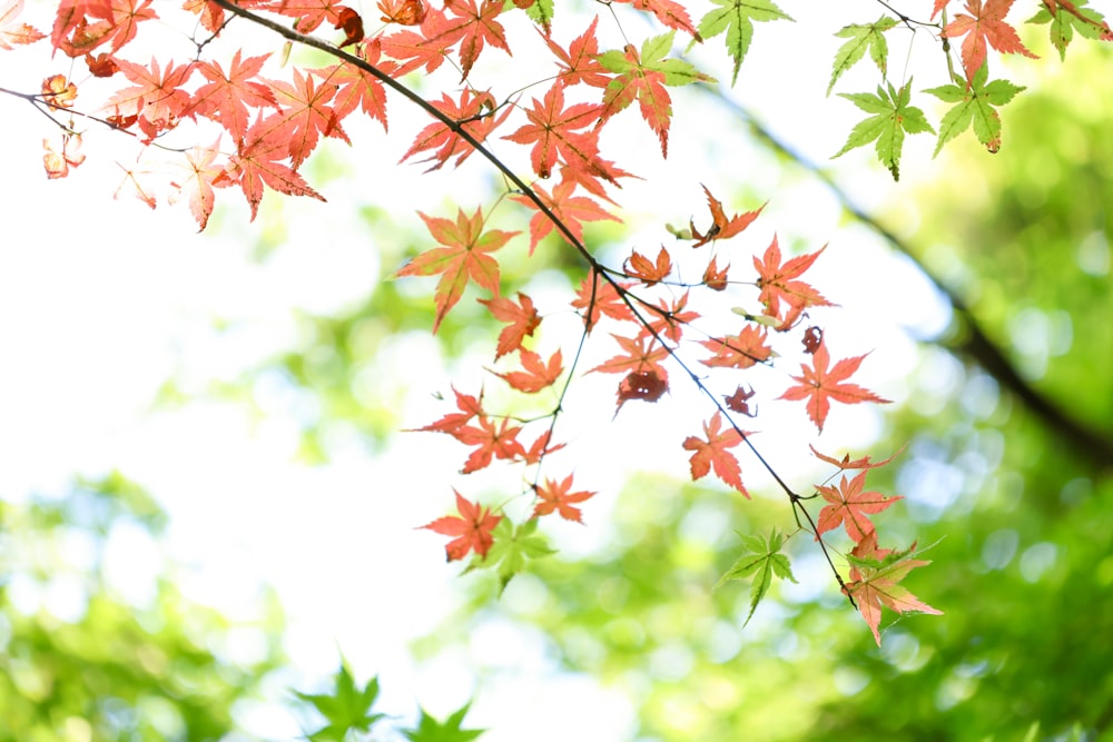 a tree branch with red leaves and green leaves