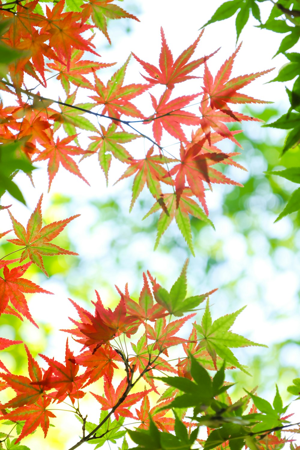 the leaves of a tree are red and green