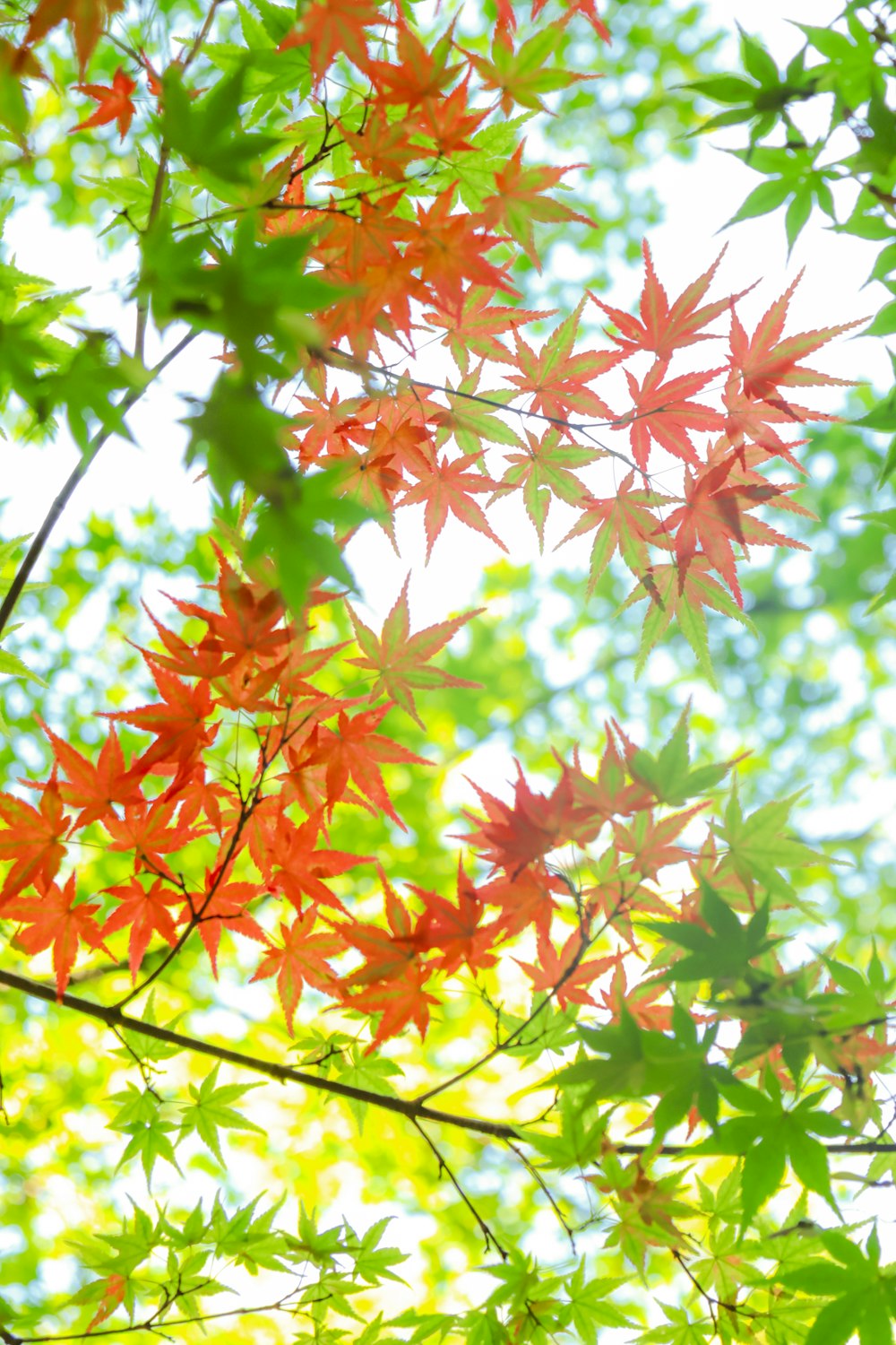 the leaves of a tree in the sunlight