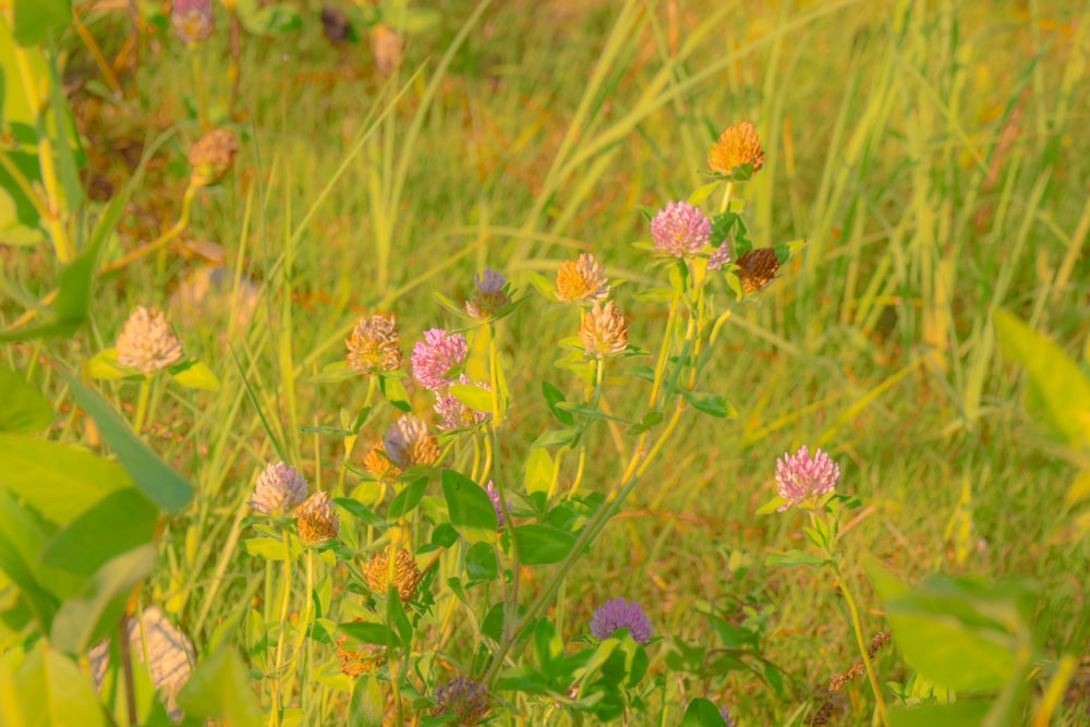 a bunch of flowers that are in the grass