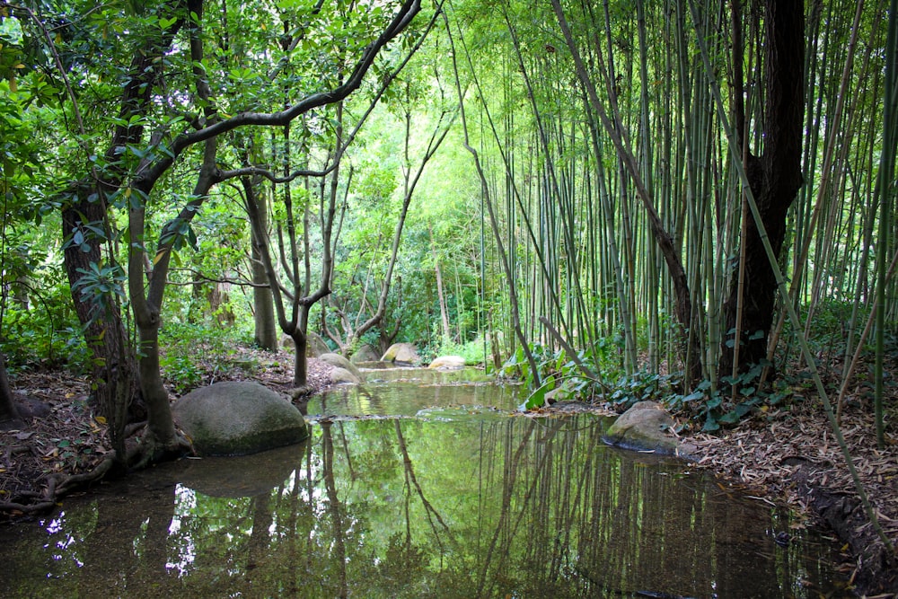 a stream running through a lush green forest