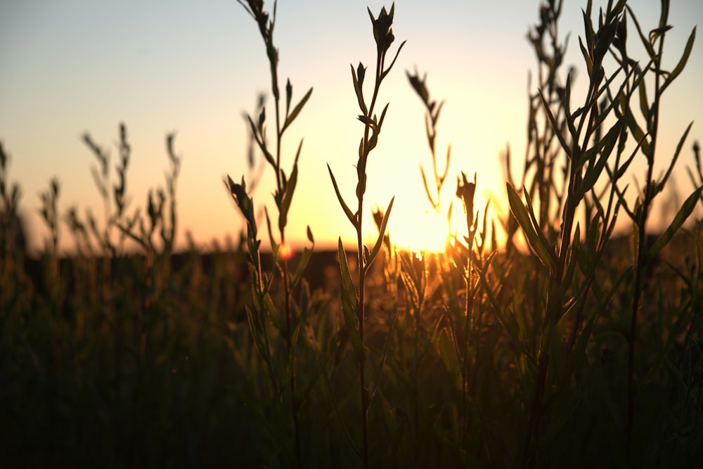 the sun is setting over a field of tall grass