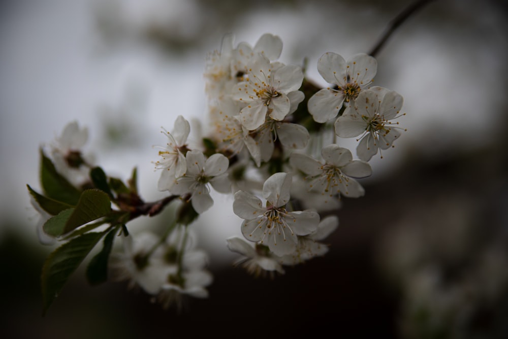 a branch of a tree with white flowers